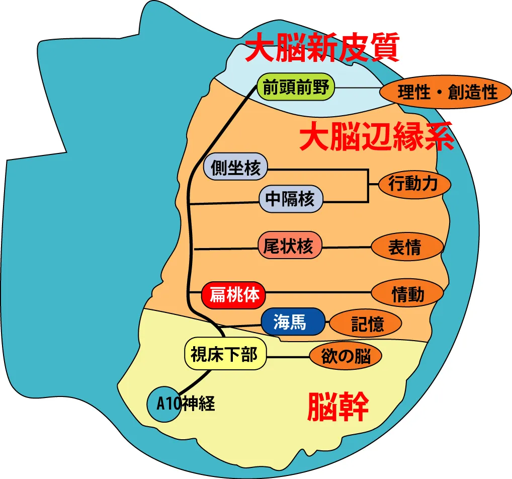 脳と器官と意識