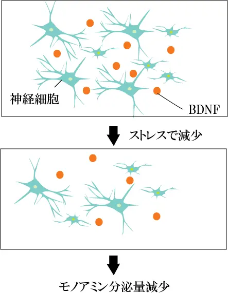 BDNF仮説