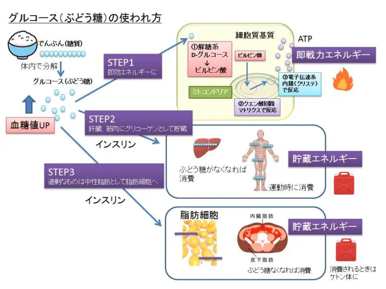 グルコースの使われ方