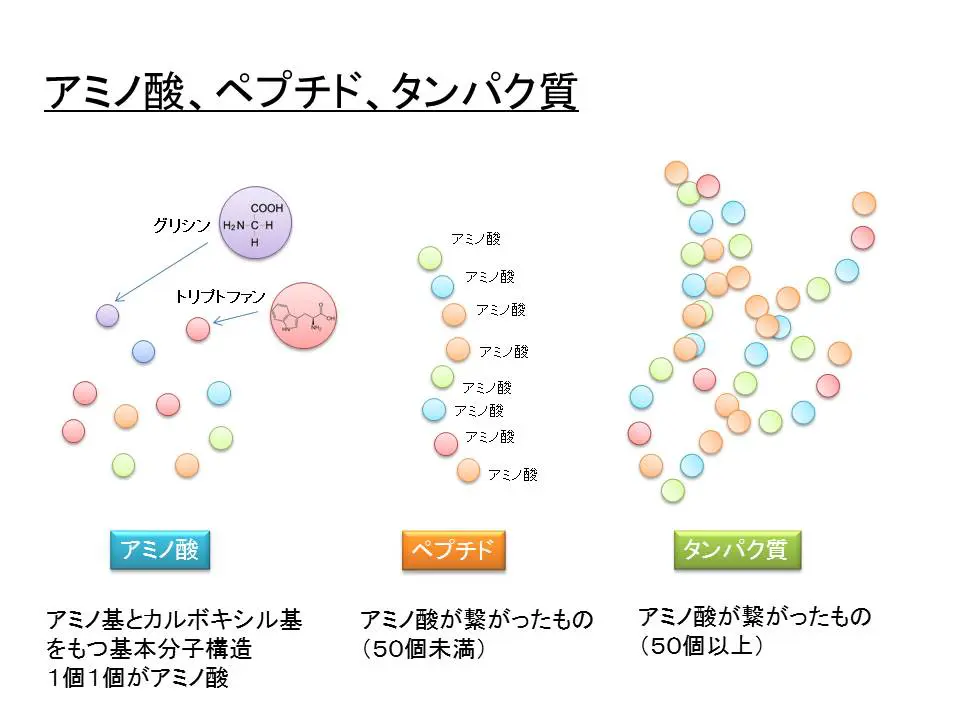 アミノ酸とタンパク質