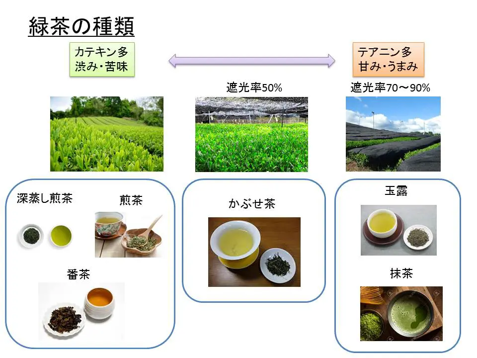 緑茶の種類