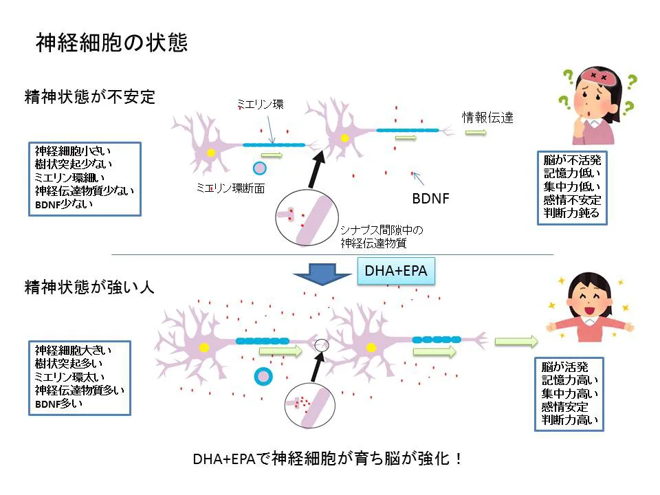神経細胞の状態
