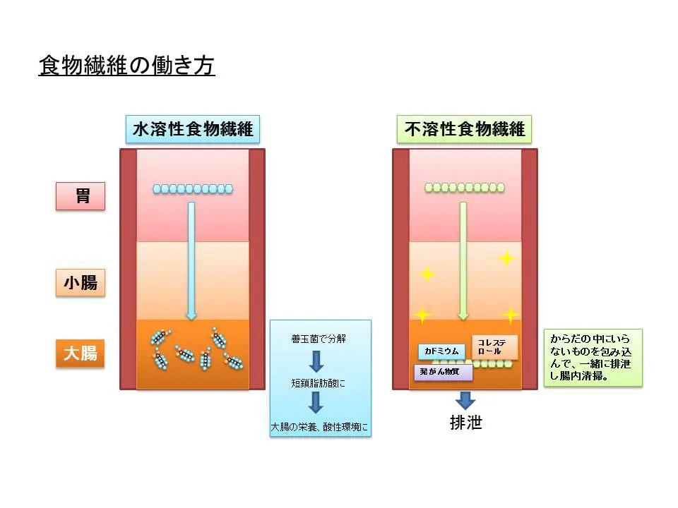 食物繊維の働き方