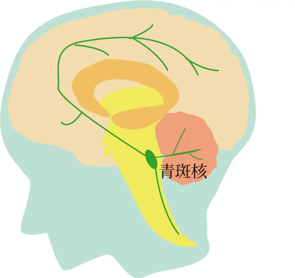 ノルアドレナリン