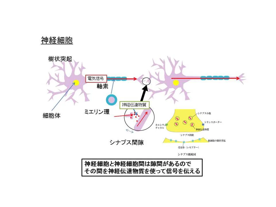 神経の伝達のしくみ