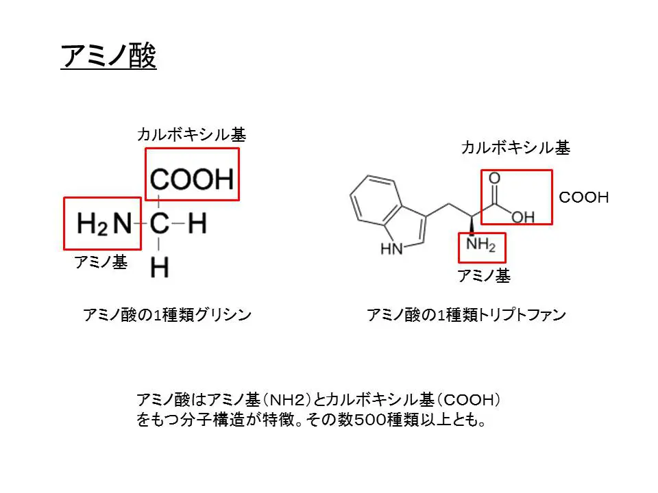 アミノ酸