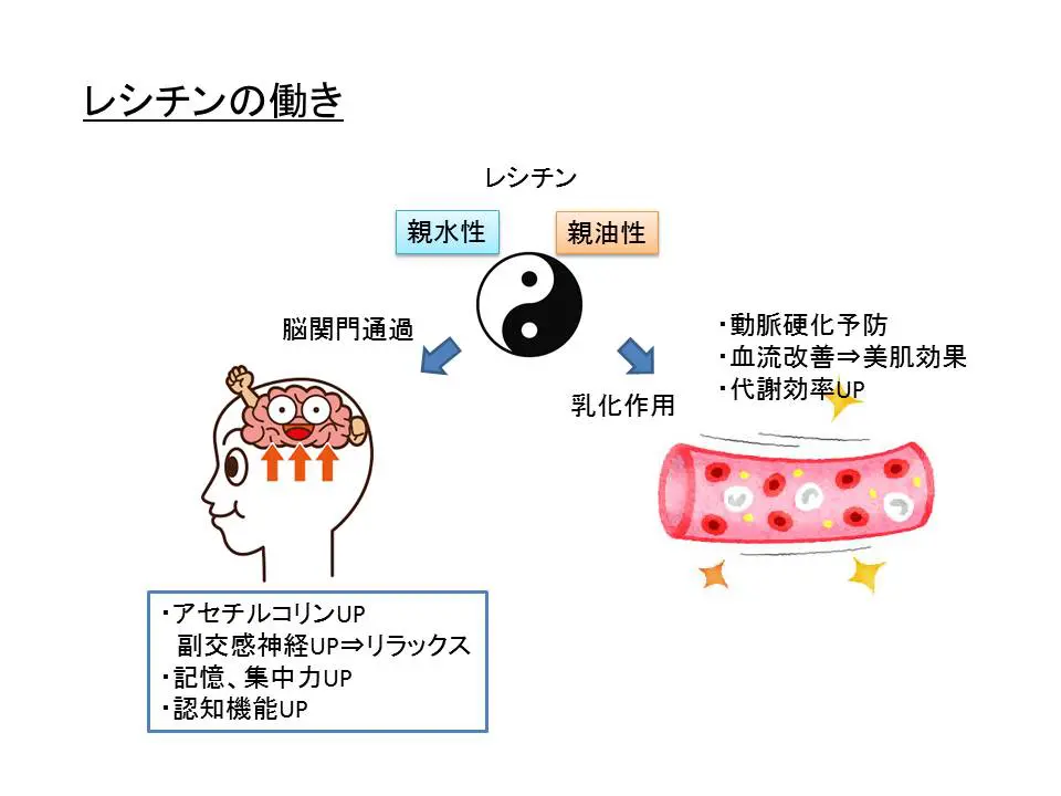 レシチンの働き
