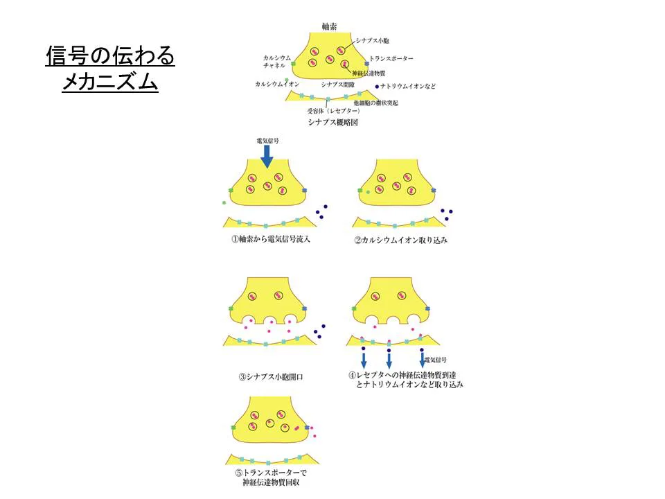 伝達メカニズム