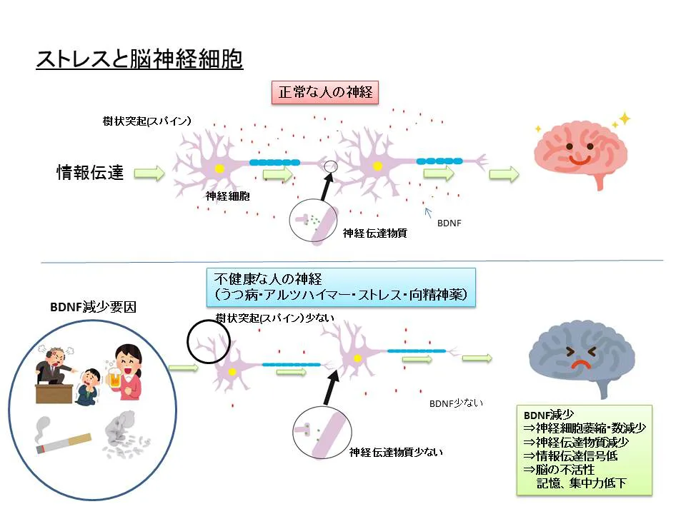 ストレスと脳神経細胞