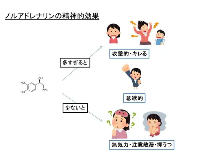 ノルアドレナリンの効果