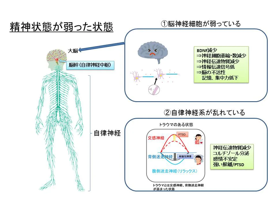 自律神経と脳