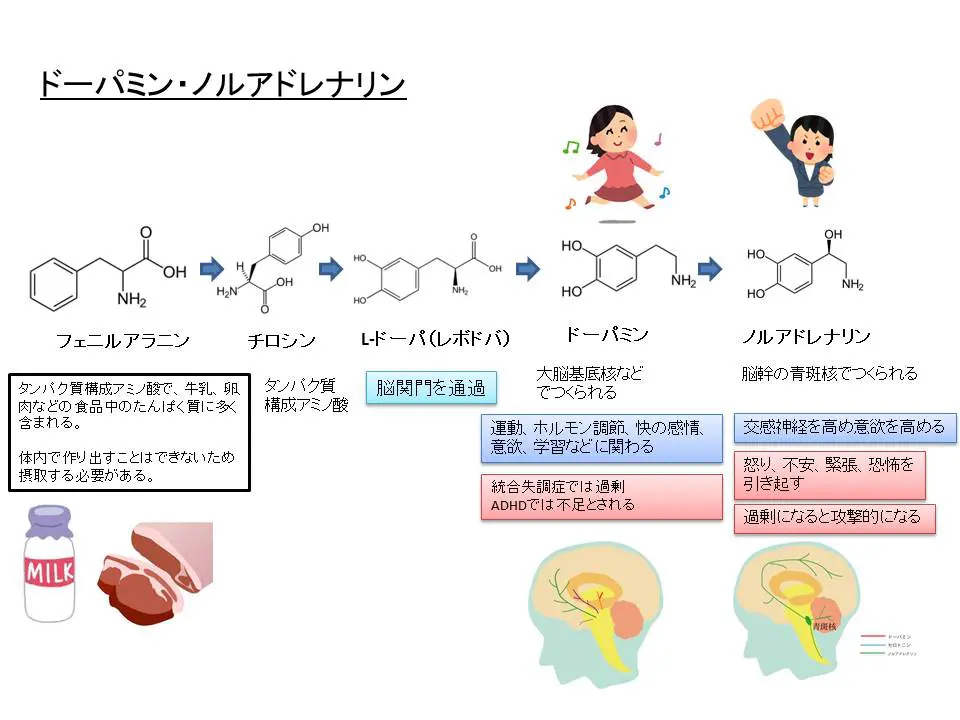 ドーパミン・ノルアドレナリン