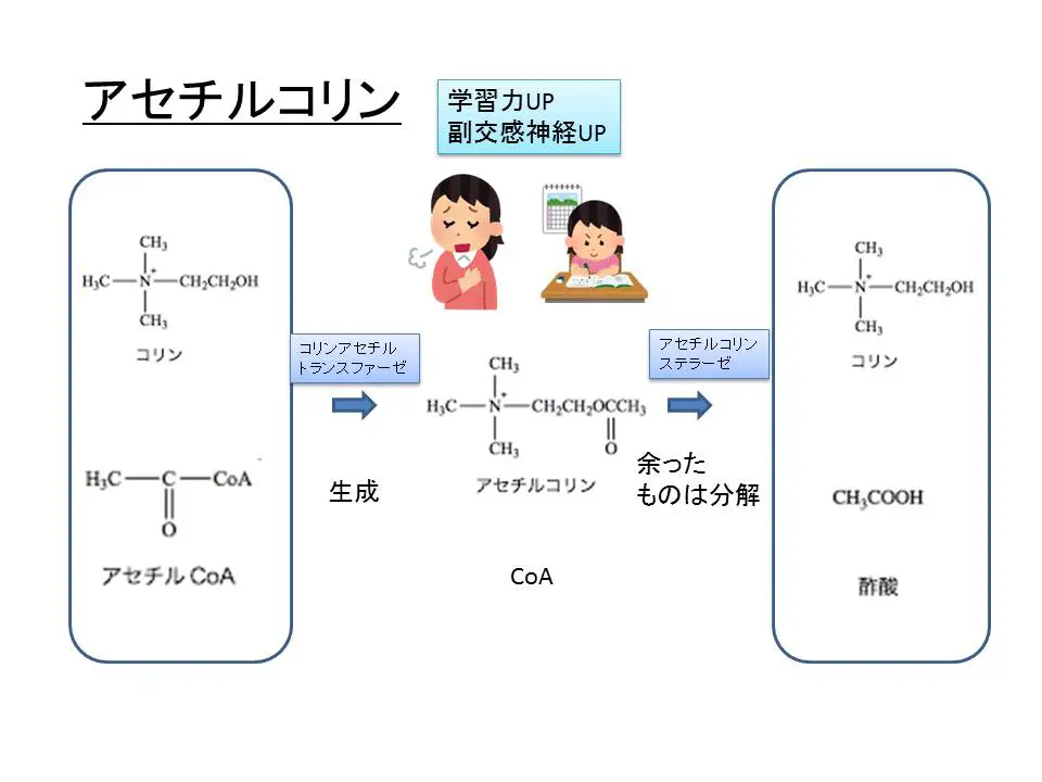 アセチルコリン