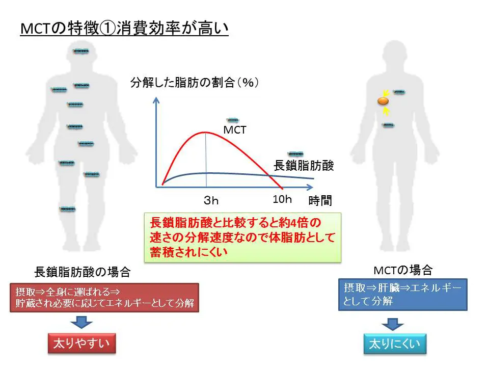 MCTの特徴