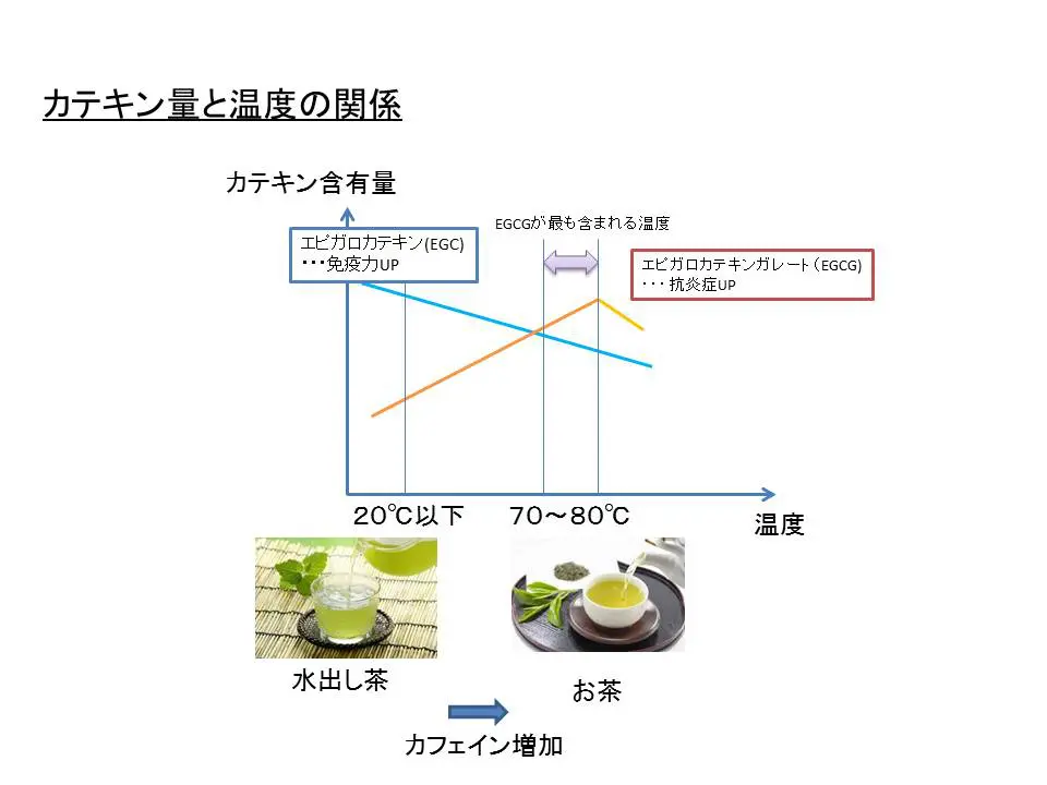 カテキン量と温度