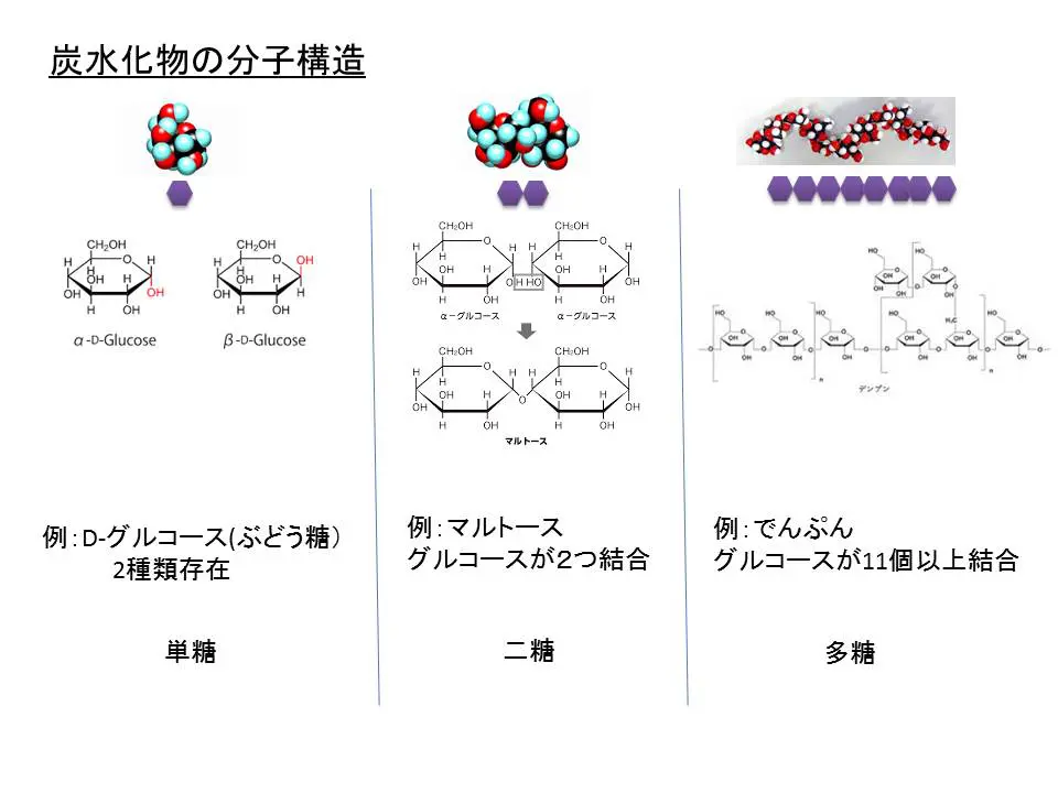 炭水化物の分子構造