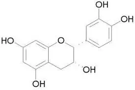 カテキンとは　～渋み成分～
