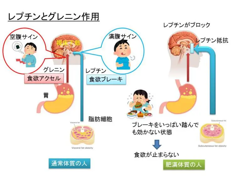 レプチンとグレリン