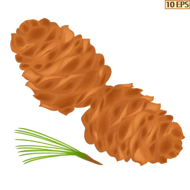 ピクノジェノール